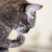 Mi Proyecto del curso: Fotografía lifestyle de gatos (en mi caso). Un projet de Photographie, Photographie de portrait, Photographie pour Instagram, Photographie documentaire, Photographie lifest , et le de Daniel Orozco Morales - 20.05.2021