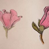 Mi Proyecto del curso: Cuaderno botánico en acuarela. Un projet de Illustration traditionnelle, Aquarelle, Illustration botanique , et Carnet de croquis de Pilar Rodriguez Habela - 27.05.2021