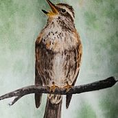 Mi Proyecto del curso: Ilustración naturalista de aves con acuarela. Traditional illustration, Watercolor Painting, Realistic Drawing, and Naturalistic Illustration project by Galina - 05.24.2021