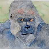 Gros gorille vieillissant du Congo - VENDU (SOLD). Watercolor Painting project by Dominique Martel - 05.27.2021