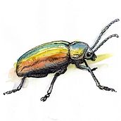 Bug - ink and watercolor. Projekt z dziedziny Trad, c, jna ilustracja,  Malarstwo i  Sztuki piękne użytkownika Mertens Guus - 18.12.2018