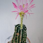 La bella y el cactus...un homenaje a Josefina y Eugenio.. Un projet de Illustration traditionnelle, Beaux Arts, Peinture, Dessin, Aquarelle et Illustration botanique de Alma Beltran - 29.05.2021