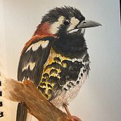 My project in Artistic Watercolor Techniques for Illustrating Birds course. Traditional illustration, Watercolor Painting, Realistic Drawing, and Naturalistic Illustration project by taylorbaker435 - 05.29.2021