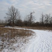 Paysage d'hiver dans une teinte monochrome. Photograph, Photo Retouching, Digital Photograph, Photographic Composition, and Color Theor project by Conrad B - 05.30.2021