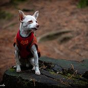 Mi Proyecto del curso: Fotografía lifestyle de perros. Photograph, Portrait Photograph, Instagram Photograph, Documentar, Photograph, Lifest, and le Photograph project by ivanoriam73 - 05.15.2021