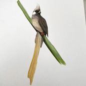 My project in Naturalist Bird Illustration with Watercolors course . Traditional illustration, Watercolor Painting, Realistic Drawing, and Naturalistic Illustration project by Edd McMullin - 05.31.2021
