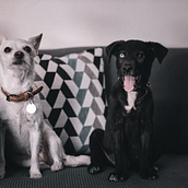 Mi Proyecto del curso: Fotografía lifestyle de perros. Photograph, Portrait Photograph, Instagram Photograph, Documentar, Photograph, Lifest, and le Photograph project by Fernando Zúñiga - 06.01.2021