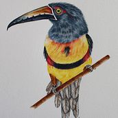 Mi Proyecto del curso: Ilustración naturalista de aves con acuarela. Traditional illustration, Watercolor Painting, Realistic Drawing, and Naturalistic Illustration project by Mari Nuñez - 04.27.2021