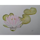 My projects in Botanical Illustration with Watercolors course. Traditional illustration, Fine Arts, Painting, Drawing, Watercolor Painting, and Botanical Illustration project by sarah.addy - 06.01.2021