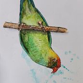My project in Artistic Watercolor Techniques for Illustrating Birds course. Traditional illustration, Watercolor Painting, Realistic Drawing, and Naturalistic Illustration project by megara_tegal - 06.16.2021