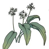 Digital Botanical Illustrations Ein Projekt aus dem Bereich Traditionelle Illustration von Ela Winter - 04.06.2021
