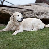 Mi Proyecto del curso: Fotografía lifestyle de perros. Photograph, Portrait Photograph, Instagram Photograph, Documentar, Photograph, Lifest, and le Photograph project by Almudena Guerrero Bermudez - 06.03.2021