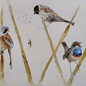 My project in Artistic Watercolor Techniques for Illustrating Birds course. Traditional illustration, Watercolor Painting, Realistic Drawing, and Naturalistic Illustration project by only_eug - 06.06.2021