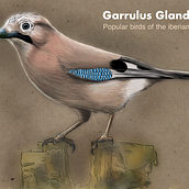 My project in Naturalist Animal Illustration with Procreate course. Un progetto di Illustrazione tradizionale, Illustrazione digitale, Disegno realistico e Illustrazione naturalistica di Pedro Reis - 05.06.2021