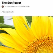 The Sunflower. Writing project by Gigi Gibson - 06.07.2021