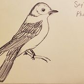Bird sketches. Traditional illustration project by Katie North - 06.08.2021