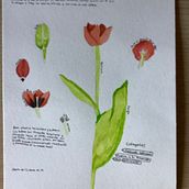 Mi Proyecto del curso: Ilustración botánica con acuarela. Traditional illustration, Fine Arts, Painting, Drawing, Watercolor Painting, and Botanical Illustration project by lauramamu - 06.07.2021