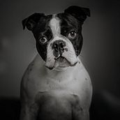My pupp portrait. Un projet de Photographie de iuliana_argyros - 09.06.2021