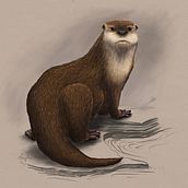 My project in Naturalist Animal Illustration with Procreate course. Un projet de Illustration traditionnelle, Illustration numérique, Dessin réaliste et Illustration naturaliste de illustrateamy - 09.06.2021