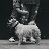 Mi Proyecto del curso: Fotografía lifestyle de perros. Photograph, Portrait Photograph, Instagram Photograph, Lifest, and le Photograph project by Dante Tercero - 06.08.2021