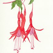 Mi Proyecto del curso: Acuarela botánica: ilustra la anatomía de las flores. Un proyecto de Ilustración tradicional, Bellas Artes, Pintura, Dibujo, Pintura a la acuarela e Ilustración botánica de Valentina Flores Calderón - 10.06.2021