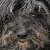 Perros de las calles de Santa Isabel. Photograph, Digital Photograph, and Photographic Composition project by Francisco Quatrin - 06.10.2021