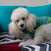 Mi Proyecto del curso: Fotografía lifestyle de perros. Un progetto di Fotografia, Fotografia di ritratto, Fotografia per Instagram, Fotografia documentaria, Fotografia lifest e le di Jose Villanes - 03.06.2021