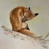 Rooftop Fox Ein Projekt aus dem Bereich Aquarellmalerei von madarahudson - 29.05.2021