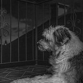 Mi Proyecto del curso: Introducción a la fotografía de perros. Photograph, Portrait Photograph, Studio Photograph, Documentar, Photograph, Lifest, le Photograph & Interior Photograph project by Luis JImenez Briceño - 06.13.2021