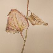 My project in Botanical Sketchbooking: "Season's End". Un progetto di Illustrazione tradizionale, Bozzetti, Disegno, Pittura ad acquerello e Illustrazione botanica di Fran Sheldon - 14.06.2021