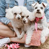 Mi Proyecto del curso: Fotografía lifestyle de perros - Rocio Ari. Photograph, Portrait Photograph, Instagram Photograph, Documentar, Photograph, Lifest, and le Photograph project by Rocio Ari - 06.13.2021