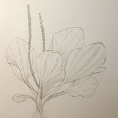 Botanique. Ilustração tradicional, Pintura em aquarela e Ilustração botânica projeto de Mathilde Daffos - 16.06.2021