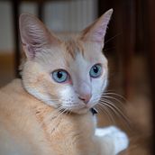 Luces y sombras de un gato. Un progetto di Fotografia, Fotografia di ritratto, Fotografia per Instagram, Fotografia documentaria e Fotografia lifestyle di Sara Díez Madrid - 16.06.2021