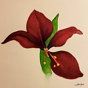 Meu projeto do curso: Aquarela botânica: ilustre a anatomia das flores. Traditional illustration, Fine Arts, Painting, Drawing, Watercolor Painting, and Botanical Illustration project by Leda Prado - 06.15.2021