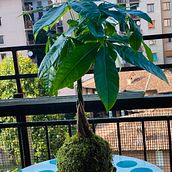 Il mio progetto del corso: Kokedama: crea una fioriera naturale con il muschio. Un progetto di Artigianato, Interior design, Paesaggismo, Interior Design e DIY di Belkis Lopez - 16.06.2021