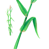 Botanical illustration. Traditional illustration project by Selene Fuentes Eugenio - 06.17.2021