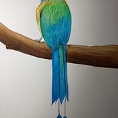 Mi Proyecto del curso: Ilustración naturalista de aves con acuarela. Un projet de Illustration traditionnelle, Aquarelle, Dessin réaliste et Illustration naturaliste de sampatricio.11 - 18.06.2021