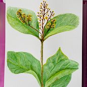 Projeto aquarela botânica . Artes plásticas projeto de jacsobral - 19.06.2021