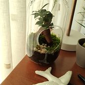 Kokedamas . % Marta Freitas tarafından hazırlanan İç Tasarım projesi - 06.20.2021