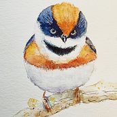 Mi Proyecto del curso: Acuarela artística para ilustración de aves. Traditional illustration, Watercolor Painting, Realistic Drawing, and Naturalistic Illustration project by Luis Vargas - 06.20.2021