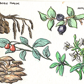 Diario botánico en acuarela . Ilustrație tradițională, Pictură în acuarelă, Ilustrație botanică și Caiet de schițe de DelKoral Barrueto - 07.03.2021