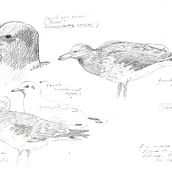 Apuntes de campo en la Reserva Natural Urbana de Rio Gallegos III (Santa Cruz) PATAGONIA. Sketchbook, Ilustração naturalista, Esboçado, e Desenho a lápis projeto de Juan de Souza - 20.06.2021