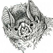 Rostros de murcielagos nativos de Argentina . Ilustração tradicional, Ilustração naturalista e Ilustração com tinta projeto de Juan de Souza - 20.06.2021