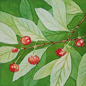 Cherries project in Negative Watercolor Painting for Botanical Illustration course. Traditional illustration, Watercolor Painting, and Botanical Illustration project by Ecaterina Moraru - 06.03.2021