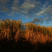 Nature et Authenticité. Photograph project by zantac2 - 06.20.2021