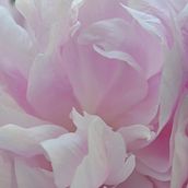Peonies. Un progetto di Fotografia di sger - 21.06.2021