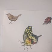 Watercolor butterfly. Projekt z dziedziny Trad, c i jna ilustracja użytkownika bmmeyer1 - 21.06.2021