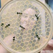 Bastidores de pendurar. Un proyecto de Artesanía de Tatiana Ramalho - 21.06.2021