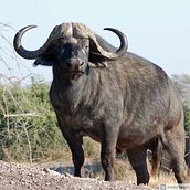  Data Visualization on the record of Cape Buffalo(Synecerus caffer caffer). Information Design & Interactive Design project by polbabuak - 06.19.2021