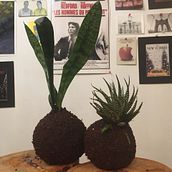 Mi kokedama con fibra de coco. Arts, Crafts, Interior Design, L, scape Architecture, Decoration, and DIY project by Andrea Elgueta - 06.22.2021